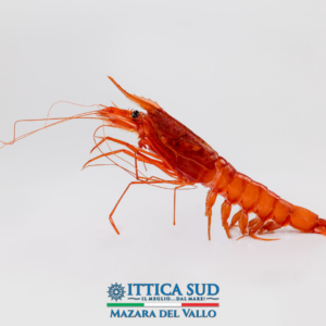 Gambero Rosso Ittica Sud